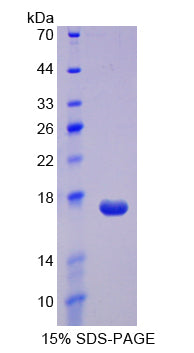 Figure 1. SDS-PAGE