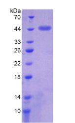 Figure 2. SDS-PAGE