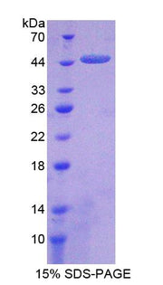 Figure 1. SDS-PAGE