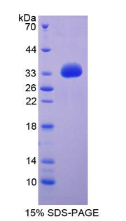 Figure 1. SDS-PAGE