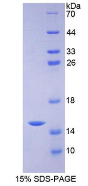 Figure 1. SDS-PAGE