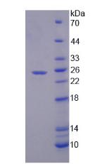 Figure 2. SDS-PAGE
