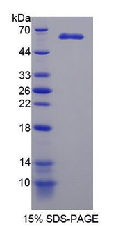 Figure 1. SDS-PAGE