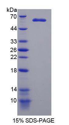 Figure 1. SDS-PAGE