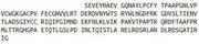 Recombinant Hepatitis A Virus Cellular Receptor 2 (HAVCR2), RPU53881