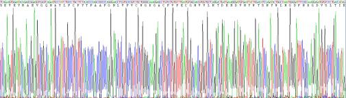 Recombinant Human Hepatitis A Virus Cellular Receptor 2 (HAVCR2)