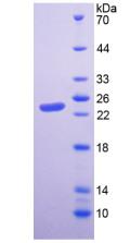 Figure 3. SDS-PAGE