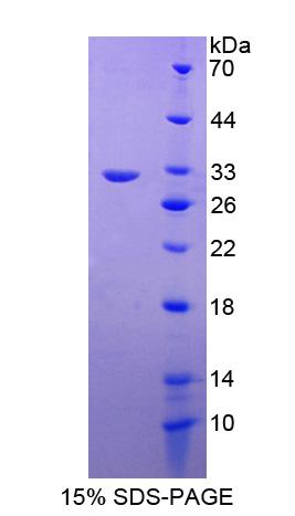 Figure 1. SDS-PAGE