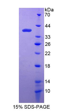 Figure 1. SDS-PAGE