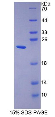 Figure 1. SDS-PAGE