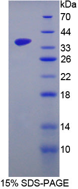 Figure 1. SDS-PAGE