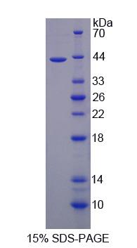 Figure 1. SDS-PAGE