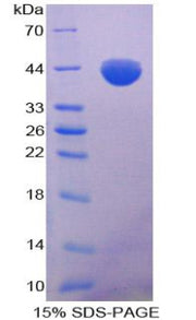 Figure 1. SDS-PAGE