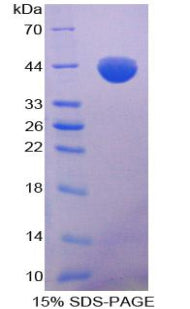 Figure 1. SDS-PAGE