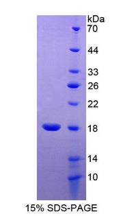 Figure 1. SDS-PAGE