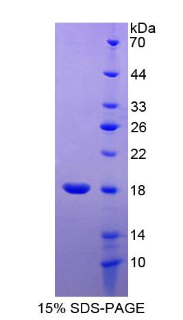 Figure 1. SDS-PAGE