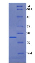 Figure 2. SDS-PAGE