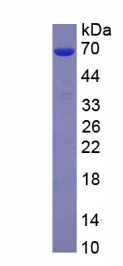 Figure 1. SDS-PAGE