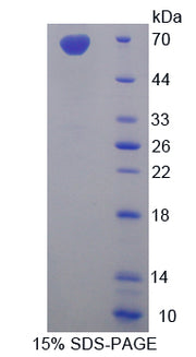 Figure 1. SDS-PAGE