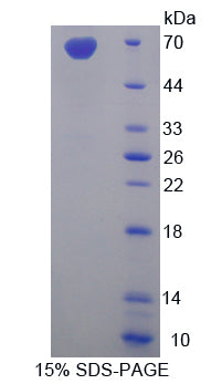 Figure 1. SDS-PAGE