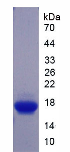 Figure 1. SDS-PAGE