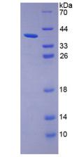 Figure 2. SDS-PAGE
