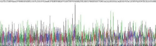Recombinant Rat Tissue Plasminogen Activator (tPA)