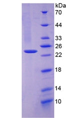 Figure 3. SDS-PAGE