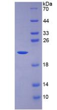 Figure 2. SDS-PAGE