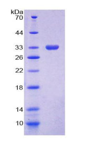 Figure 1. SDS-PAGE
