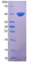 Figure 3. SDS-PAGE