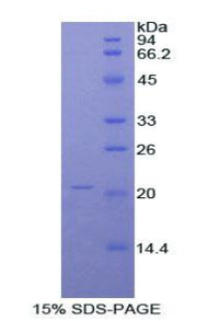 Figure 1. SDS-PAGE
