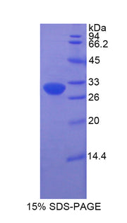 Figure 1. SDS-PAGE