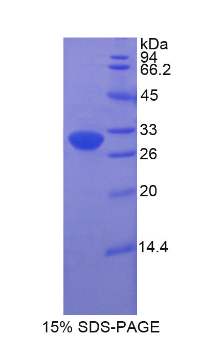 Figure 1. SDS-PAGE