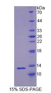 Figure 1. SDS-PAGE