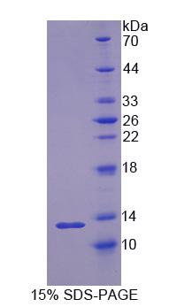 Figure 1. SDS-PAGE