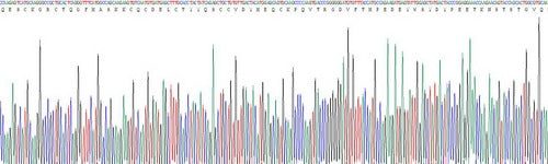 Recombinant Rat Vitronectin (VTN)
