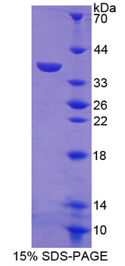 Figure 1. SDS-PAGE
