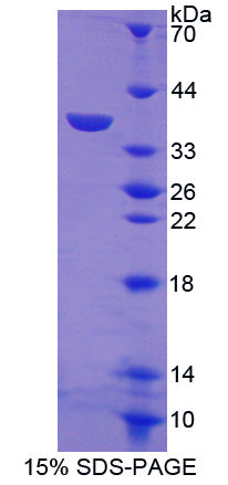 Figure 1. SDS-PAGE