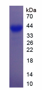 Figure 1. SDS-PAGE