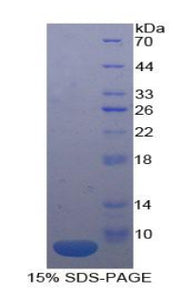 Figure 1. SDS-PAGE