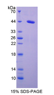 Figure 1. SDS-PAGE