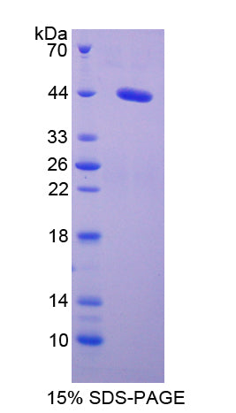 Figure 1. SDS-PAGE