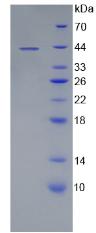 Figure 2. SDS-PAGE