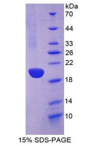 Figure 1. SDS-PAGE
