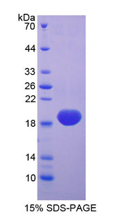 Figure 1. SDS-PAGE