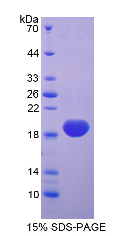 Figure 1. SDS-PAGE