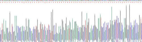 Recombinant Mouse Tau Protein (MAPT)
