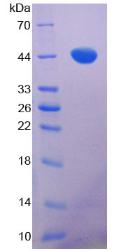 Figure 3. SDS-PAGE