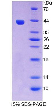 Figure 1. SDS-PAGE